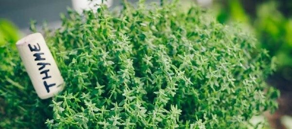 Thyme - cỏ xạ hương